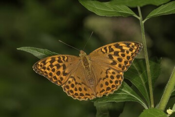 Silver-washed fritillary (Argynnis paphia) with open wings, Baden-Württemberg, Germany, Europe
