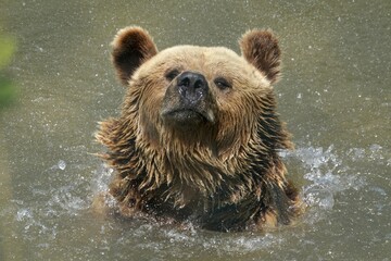 Brown bear (Ursus arctos) bathes in pond, France, Europe
