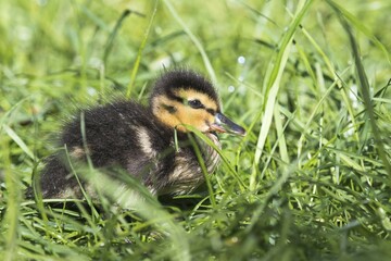 Mallard (Anas platyrhynchos), chick in grass, Emsland, Lower Saxony, Germany, Europe