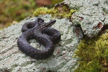 Common European viper (Vipera berus), lying on rocks, Schleswig-Holstein, Germany, Europe