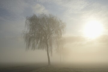 Deciduous trees in the mist in sunshine, North Rhine-Westphalia, Germany, Europe