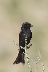 Fork-Tailed Drongo (Dicrurus adsimilis), Kalahari Desert, Kgalagadi Transfrontier Park, South Africa, Africa