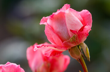 A pink rose with a green stem