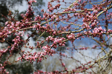 blooming cercis in a garden in france