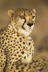 Cheetah (Acinonyx jubatus), male, animal portrait, captive, Namibia, Africa