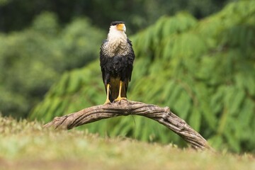 Southern crested caracara (Caracara plancus) sitting on branch, Costa Rica, Central America