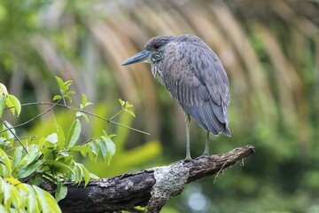 Young crab heron (Nyctanassa violacea) sitting on tree, Tortuguero National Park, Limon Province, Costa Rica, Central America