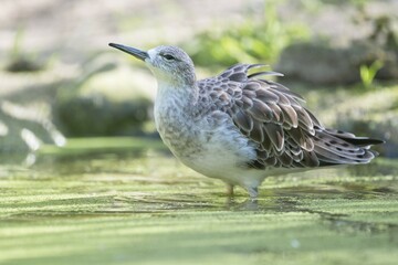 Ruff (Philomachus pugnax) in water, captive, North Rhine-Westphalia, Germany, Europe