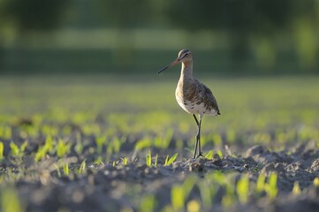 Black-tailed Godwit (Limosa limosa) in a field, North Rhine-Westphalia, Germany, Europe
