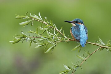 Obraz premium Kingfisher (Alcedo atthis), male on willow branch, Hesse, Germany, Europe