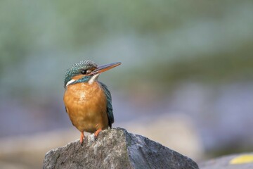 Kingfisher (Alcedo atthis), female, on stone, Hesse, Germany, Europe