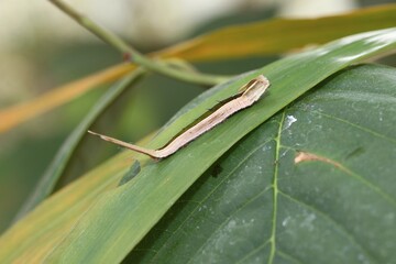 Caterpillar of the purple mort bleu butterfly (Eryphanis polyxena), found in South America
