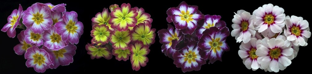 Four differently flowering primroses (Primula)