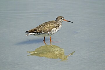 Common Redshank (Tringa totanus), Burgenland, Austria, Europe