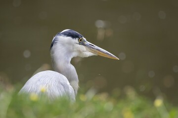 Grey heron (Ardea cinerea), portrait, Hesse, Germany, Europe