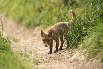 Young red fox (Vulpes vulpes) on path, Young Animal, Puppy, Baden-Württemberg, Germany, Europe