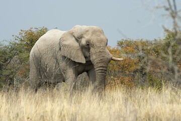 African Elephant (Loxodonta africana) in tall grass, Etosha National Park, Namibia, Africa