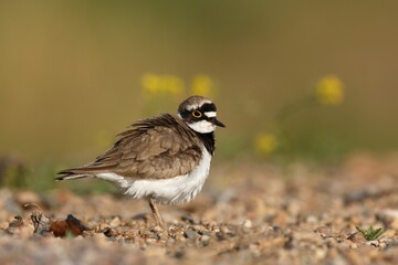 Little ringed plover (Charadrius dubius), plumage care, Middle Elbe Biosphere Reserve, Dessau-Roßlau, Saxony-Anhalt, Germany, Europe