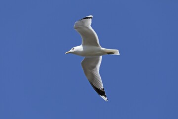European herring gull (Larus argentatus) in flight, blue sky, North Sea, Germany, Europe