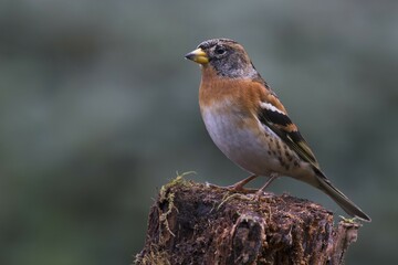 Brambling (Fringilla montifringilla), Emsland, Lower Saxony, Germany, Europe