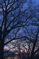 Bare Oaks (Quercus), Silhouettes at dusk, Lower Saxony, Germany, Europe