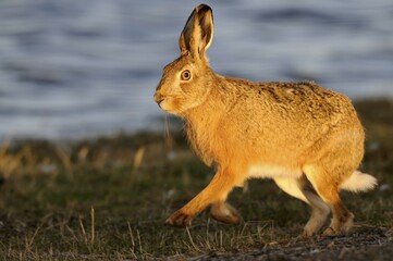 Running hare (Lepus europaeus) in the evening light, North Rhine-Westphalia, Germany, Europe