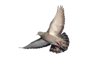 A pigeon is flying in the air with its wings spread out