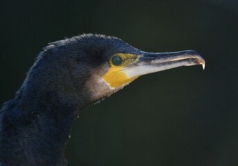 Great cormorant (Phalacrocorax carbo), animal portrait, Baden-Württemberg, Germany, Europe