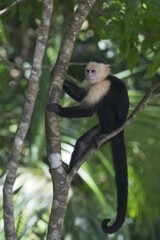 White-headed capuchin (Cebus capucinus) sitting in tree, Manuel Antonio National Park, Puntarenas Province, Costa Rica, Central America
