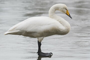 Whooper swan (Cygnus cygnus), standing on ice, Emsland, Lower Saxony, Germany, Europe