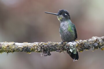Magnificent Hummingbird (Eugene fulgens) perched on a tree branch, male, Los Quetzales National Park, Costa Rica, Central America