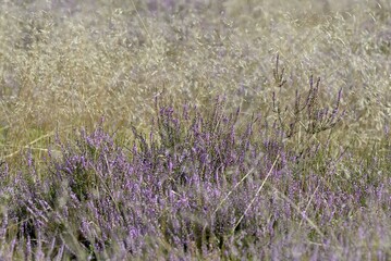 Obraz premium Heathland, Oberoher Heide, flowering common heather (Calluna Vulgaris) and true grass (Poaceae), Südheide nature park Park, Lüneburg Heath, Lower Saxony, Germany, Europe