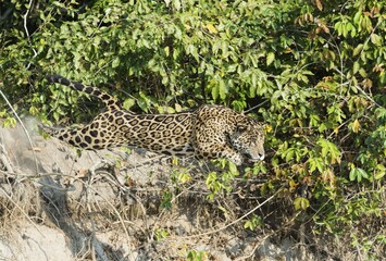 Male Jaguar (Panthera onca) jumping from a riverbank into the water, Cuiaba river, Pantanal, Mato Grosso, Brazil, South America