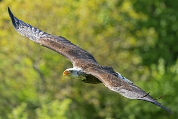 Bald eagle (Haliaeetus leucocephalus) flying, Germany, Europe