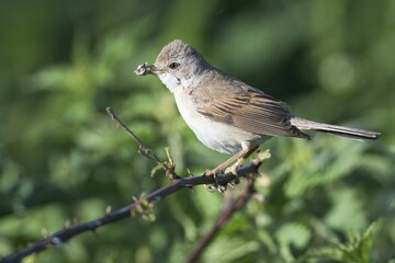 Common whitethroat (Sylvia communis) sitting with prey on branch, Emsland, Lower Saxony, Germany,...