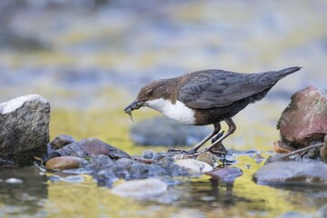 White-breasted dipper (Cinclus cinclus) with prey in beak, Hesse, Germany, Europe
