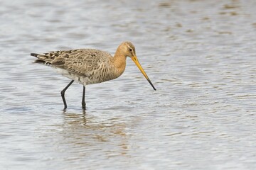 Black-tailed godwit (Limosa limosa) standing in the water, Texel, North Holland, Netherlands