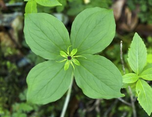 Herb Paris (Paris quadrifolia), Bavaria, Germany, Europe