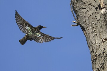 European Starling (Sturnus vulgaris) approaching the nesting cave in the tree, Germany, Europe