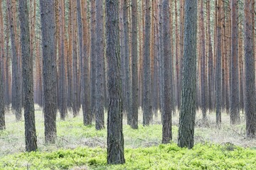 Tree trunks, pine forest (Pinus sylvestris), Brandenburg, Germany, Europe © Erhard Nerger/imageBROKER