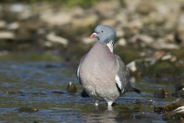 Wood pigeon (Columba palumbus) standing in creek, Hesse, Germany, Europe