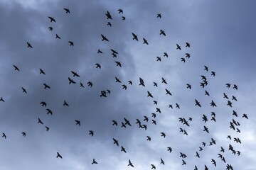 Silhouette of StadtDoves (Columbidae) by Regenhimmel, Bavaria, Germany, Europe