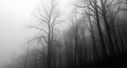 Obraz premium Eerie fog-covered forest – Dark tree silhouettes, misty depth, moody grayscale atmosphere