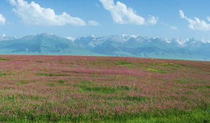 Wildflowers field in front of Tien Shan Mountain Range, Road to Song Kol Lake, Naryn province,...