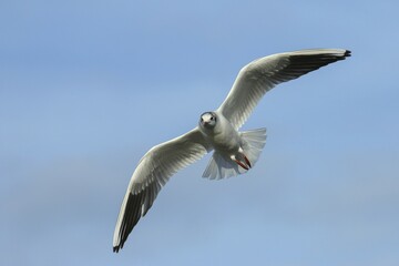 Black-headed Gull (Chroicocephalus ridibundus) in flight, Kemnade, Witten, North Rhine-Westphalia, Germany, Europe