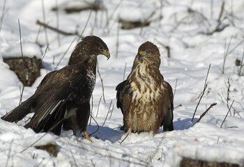 Buzzards (Buteo buteo) in the snow, dark brown and light brown colour morph, Allgäu, Bavaria, Germany, Europe