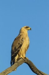 Tawny Eagle (Aquila rapax), pale variety, sitting on perch, Kalahari Desert, Kgalagadi Transfrontier Park, South Africa, Africa