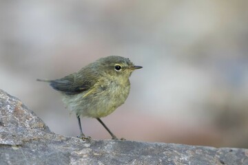 Young Eurasian wren (Troglodytes troglodytes) standing on stone, Hesse, Germany, Europe