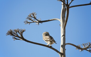 The partly diurnal Little Owl (Athene noctua), Massa National Park, south of Agadir, Southwest Morocco