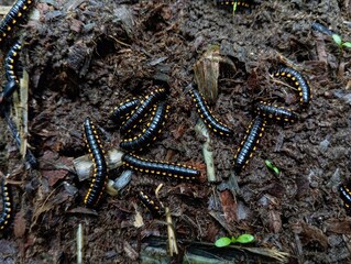 millipede on the ground